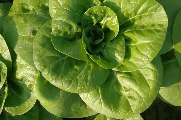 青梗菜种植时间和方法