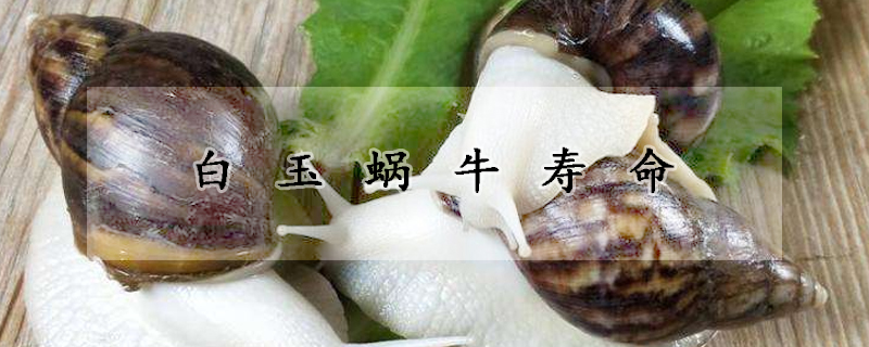 白玉蜗牛寿命