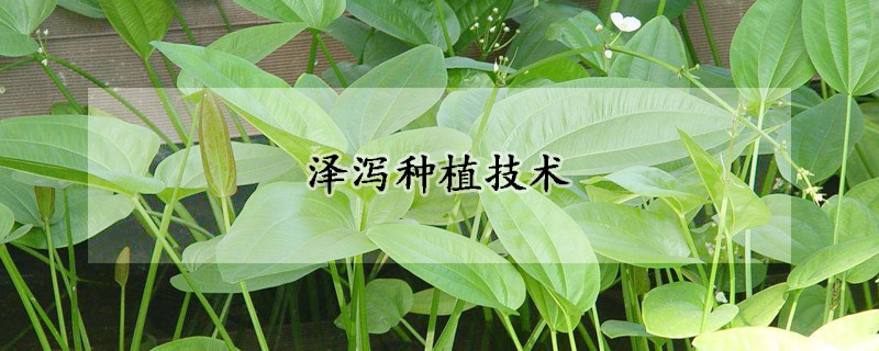 泽泻种植技术