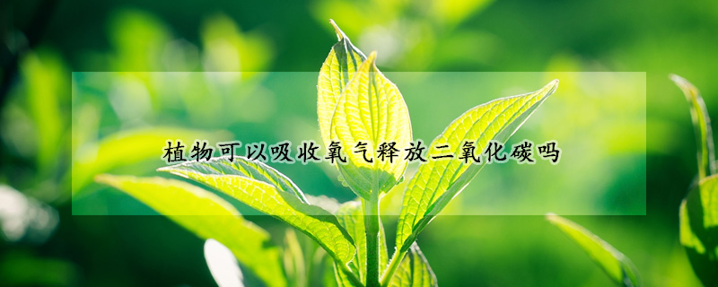 植物可以吸收氧气释放二氧化碳吗