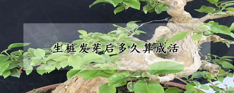 生桩发芽后多久算成活