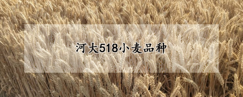 河大518小麦品种