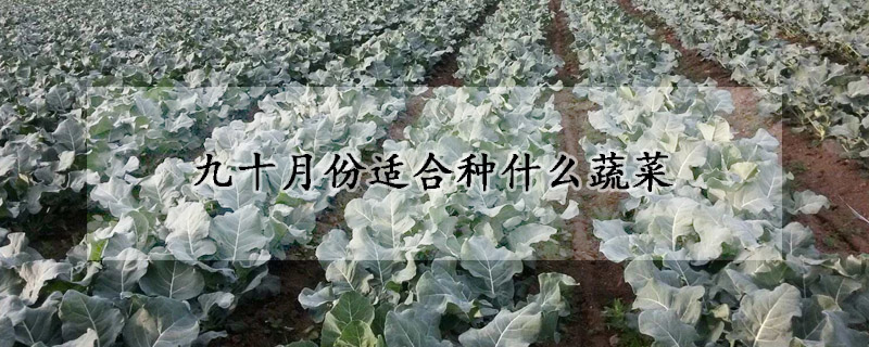 九十月份适合种什么蔬菜