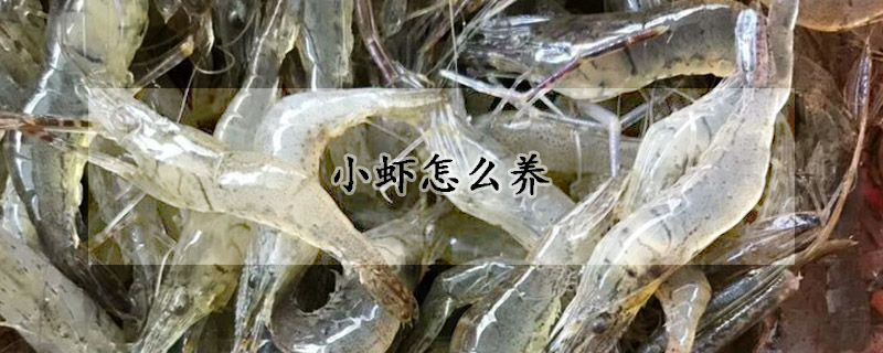 小虾怎么养