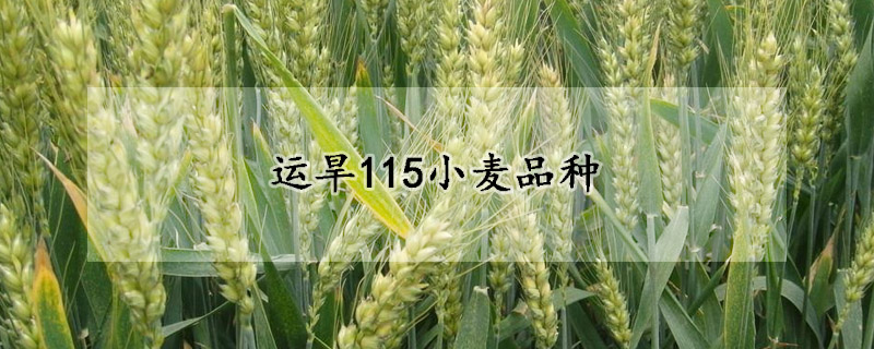 运旱115小麦品种