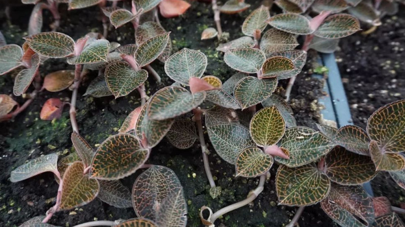 金线莲种植方法技巧