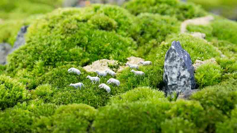 苔藓植物长不高是因为什么