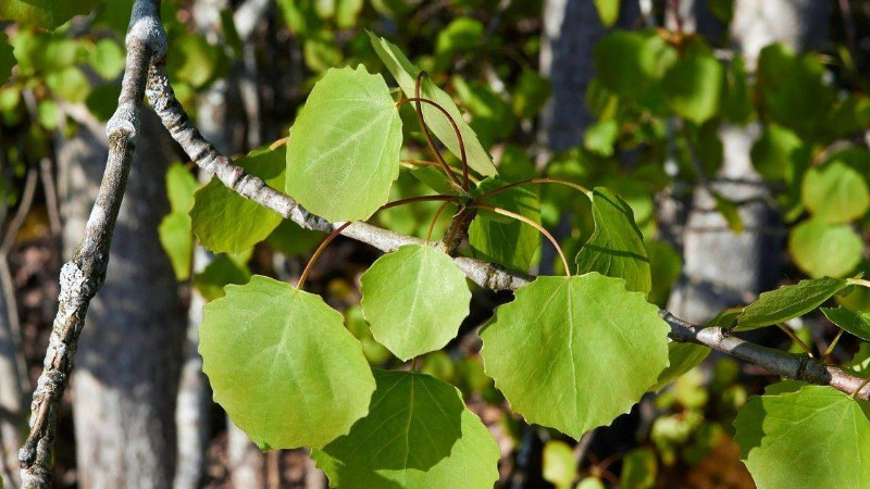 盐碱地适合种什么植物