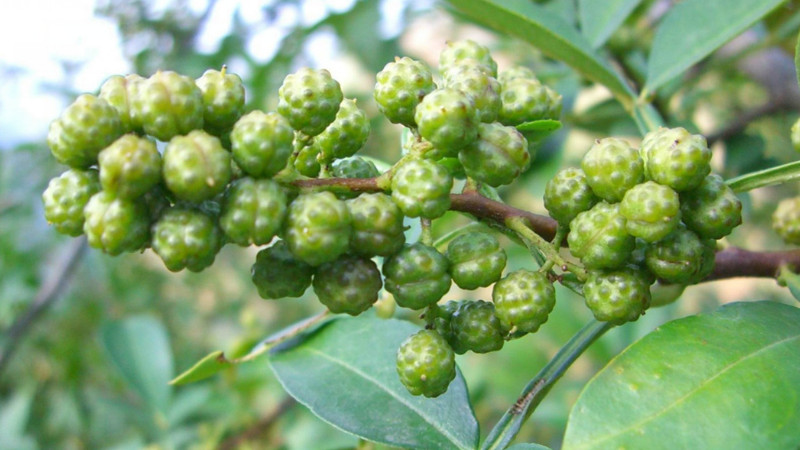 花椒种子怎样处理才能种出来