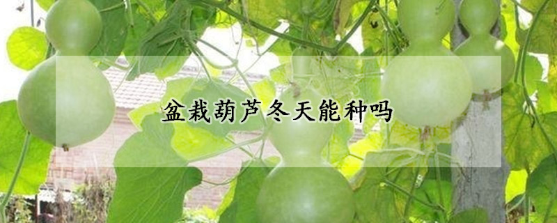 盆栽葫芦冬天能种吗