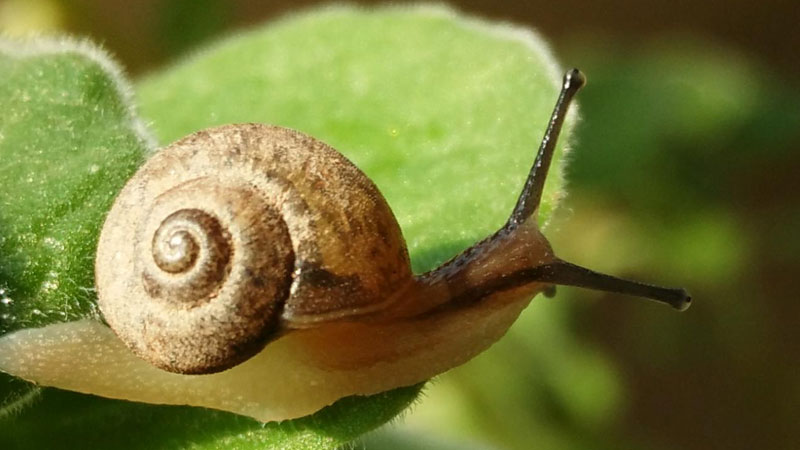 蜗牛的眼睛长在哪里