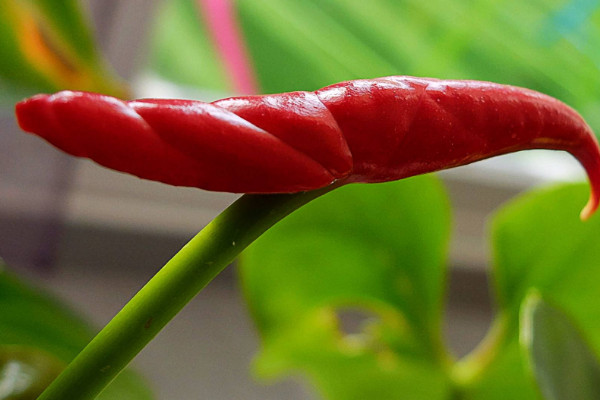 花烛和火鹤花是一个花吗 花烛和火鹤有什么区别