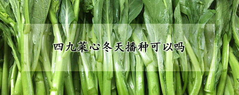 四九菜心冬天播种可以吗