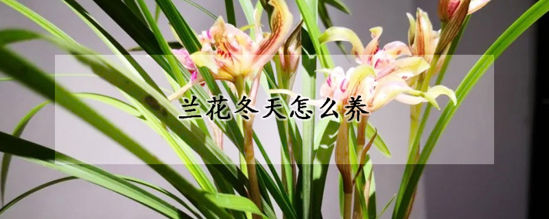 兰花冬天怎么养