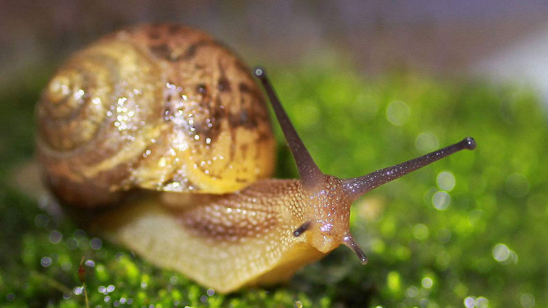 蜗牛是益虫还是害虫