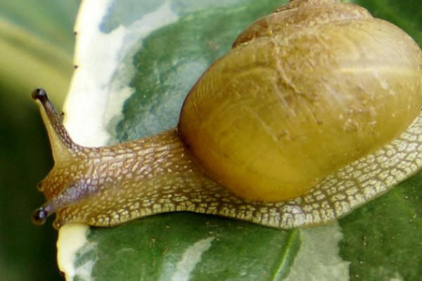 蜗牛怎么繁殖