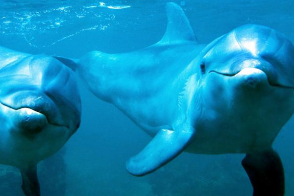 海豚有多少颗牙齿