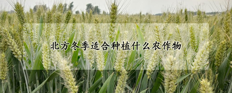 北方冬季适合种植什么农作物