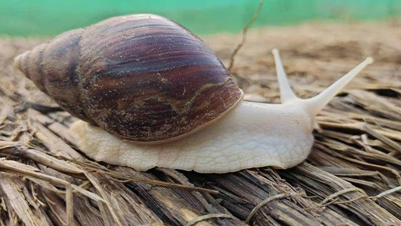 白玉蜗牛可以不用土养吗
