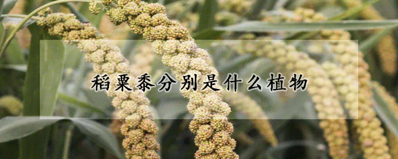 稻粟黍分别是什么植物