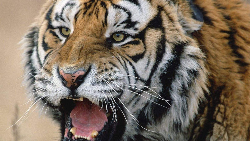 老虎有多少颗牙齿