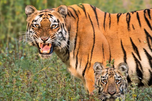 老虎有多少颗牙齿
