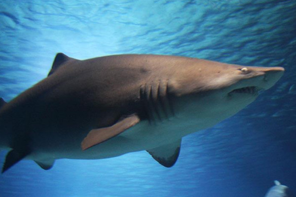 鲨鱼是不是哺乳动物