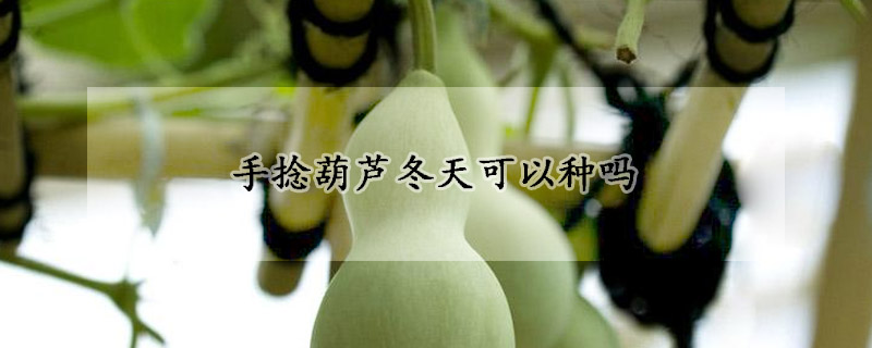 手捻葫芦冬天可以种吗