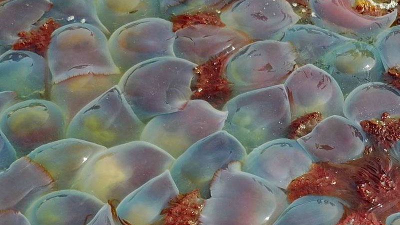 怎样区分海蜇和水母