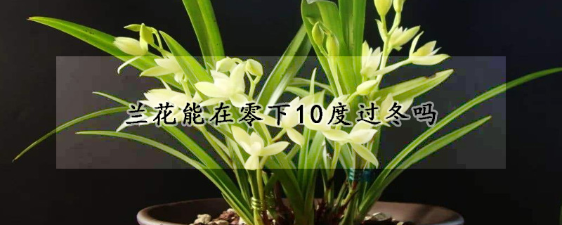 兰花能在零下10度过冬吗