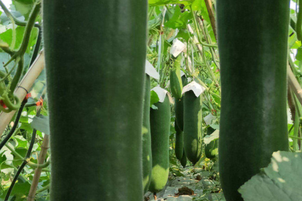 吊瓜的种植方法及管理办法