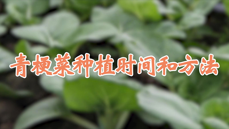 青梗菜种植时间和方法