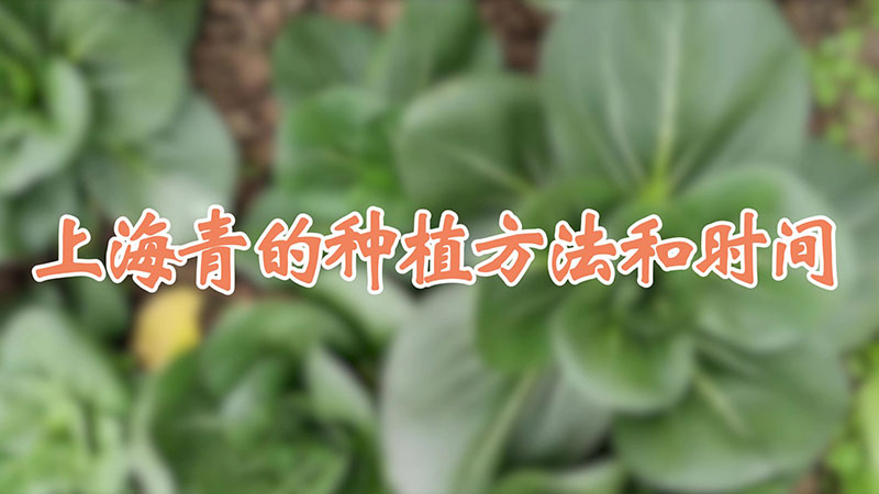 上海青的种植方法和时间