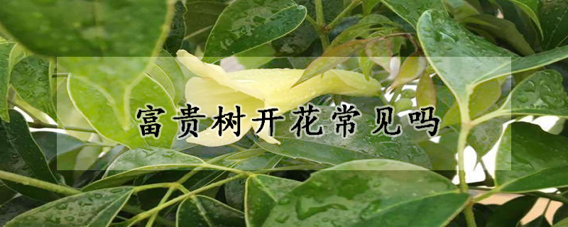 富贵树开花常见吗