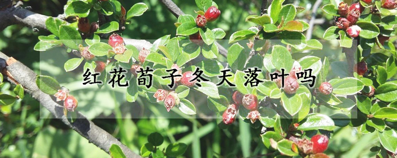 红花荀子冬天落叶吗