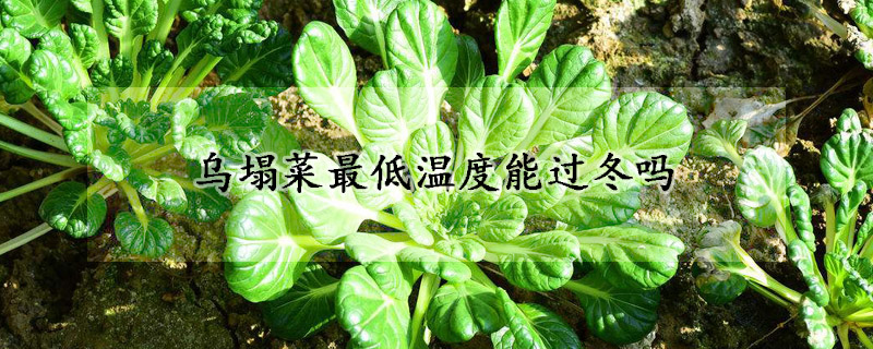 乌塌菜最低温度能过冬吗