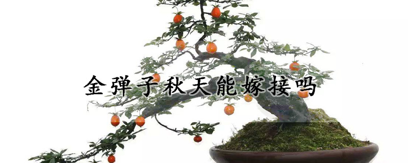 金弹子秋天能嫁接吗