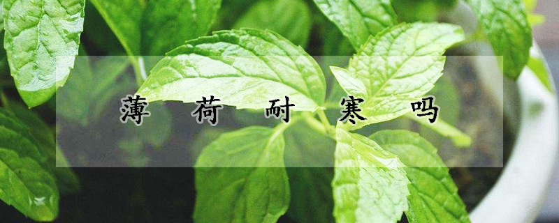 薄荷耐寒吗