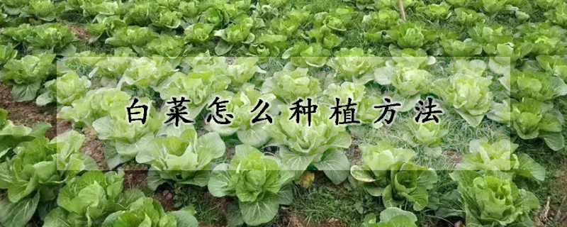 白菜怎么种植方法