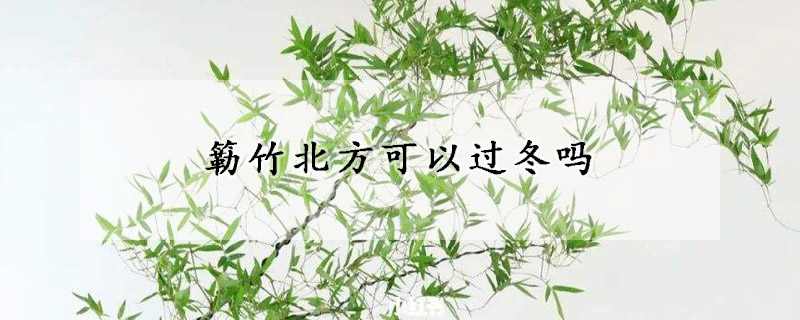 簕竹北方可以过冬吗