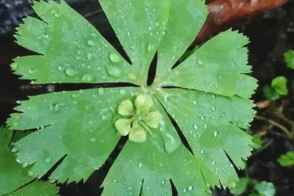 已灭绝的最美的植物 已经灭绝的植物大全