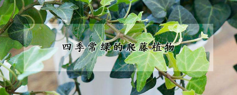 四季常绿的爬藤植物