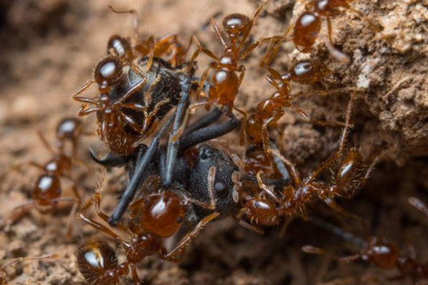 蚂蚁是益虫还是害虫