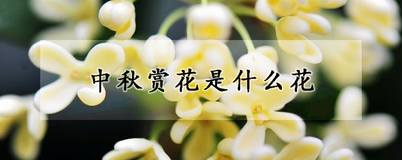 中秋赏花是什么花