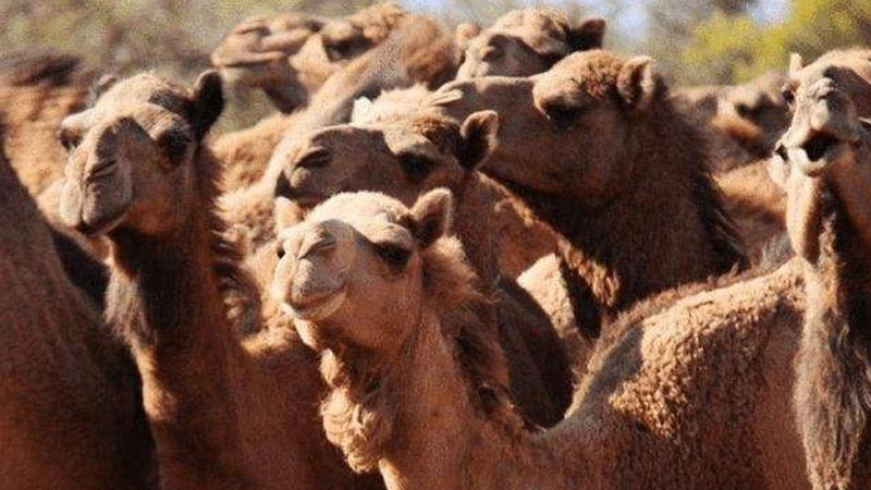 骆驼有几个胃