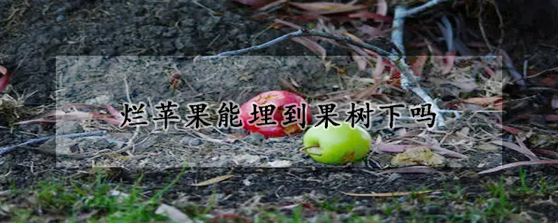 烂苹果能埋到果树下吗