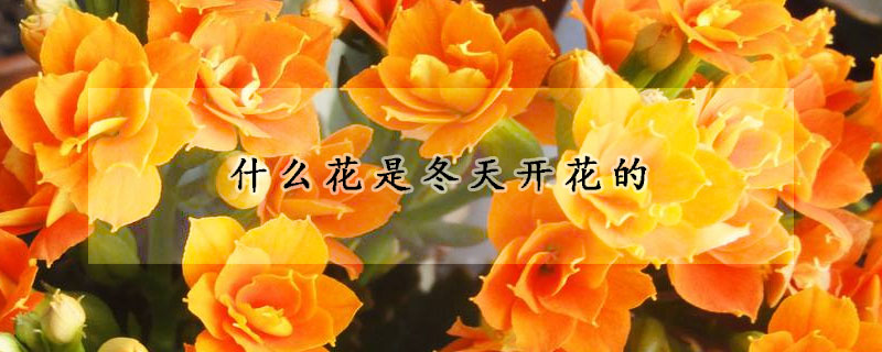 什么花是冬天开花的