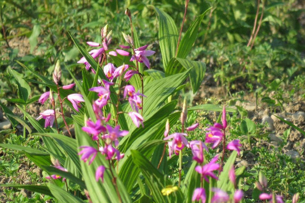 白芨多少钱一斤 2021白芨价格100-300元一斤