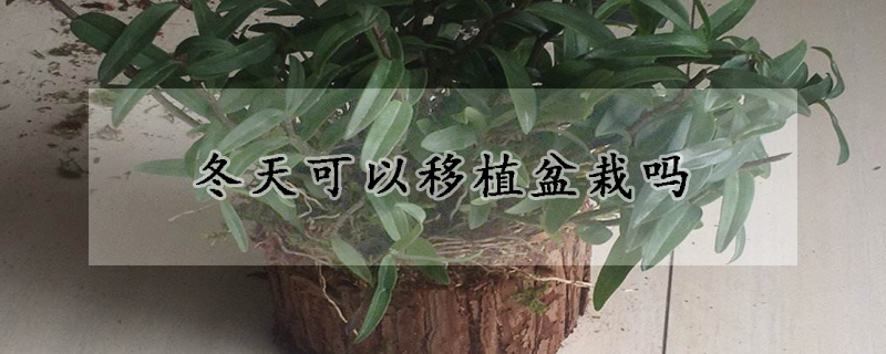 冬天可以移植盆栽吗