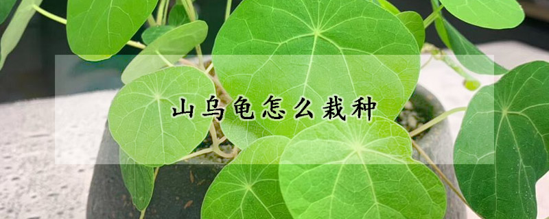 山乌龟怎么栽种